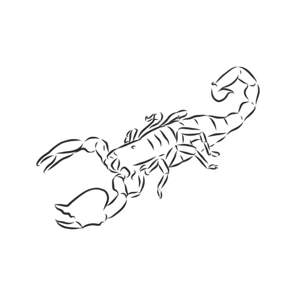 蝎子的手绘草图 复古逼真的动物隔离 老式纹身 涂鸦线图形设计 纹身设计 黑白画蝎子 矢量说明 — 图库矢量图片