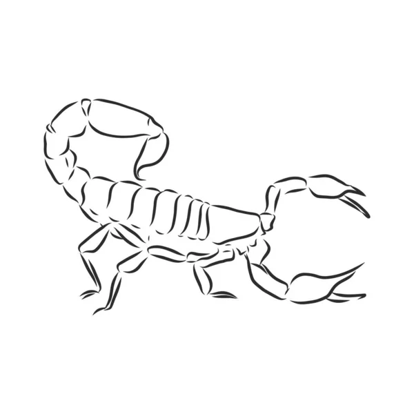 Hand Drawn Sketch Scorpion Retro Realistic Animal Isolated Vintage Tattoo — Stock Vector