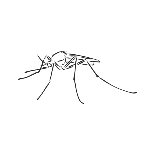 Mosquito Esboço Manual Ilustração Vetorial — Vetor de Stock