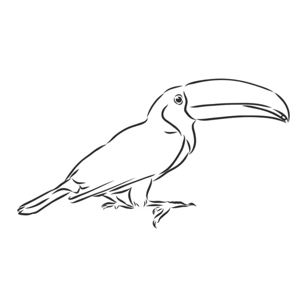 Toucan Χέρι Σχεδιάζεται Διάνυσμα Lllustration Ρεαλιστικό Σκίτσο — Διανυσματικό Αρχείο
