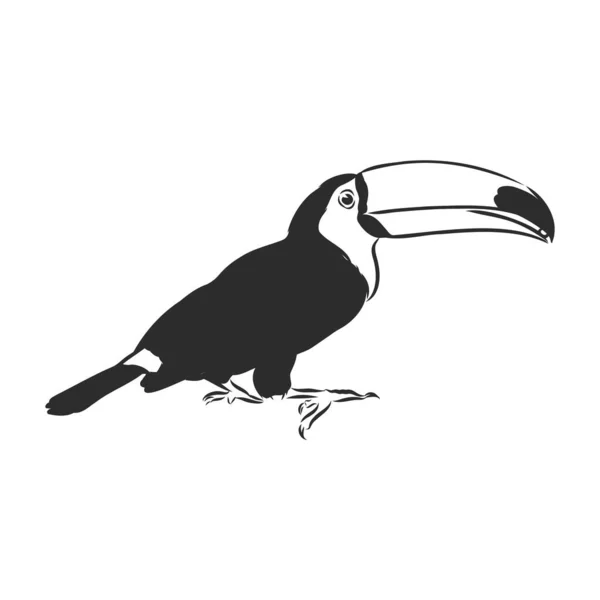 Toucan Handhandhand Vector Llustration Real Sketch — 스톡 벡터