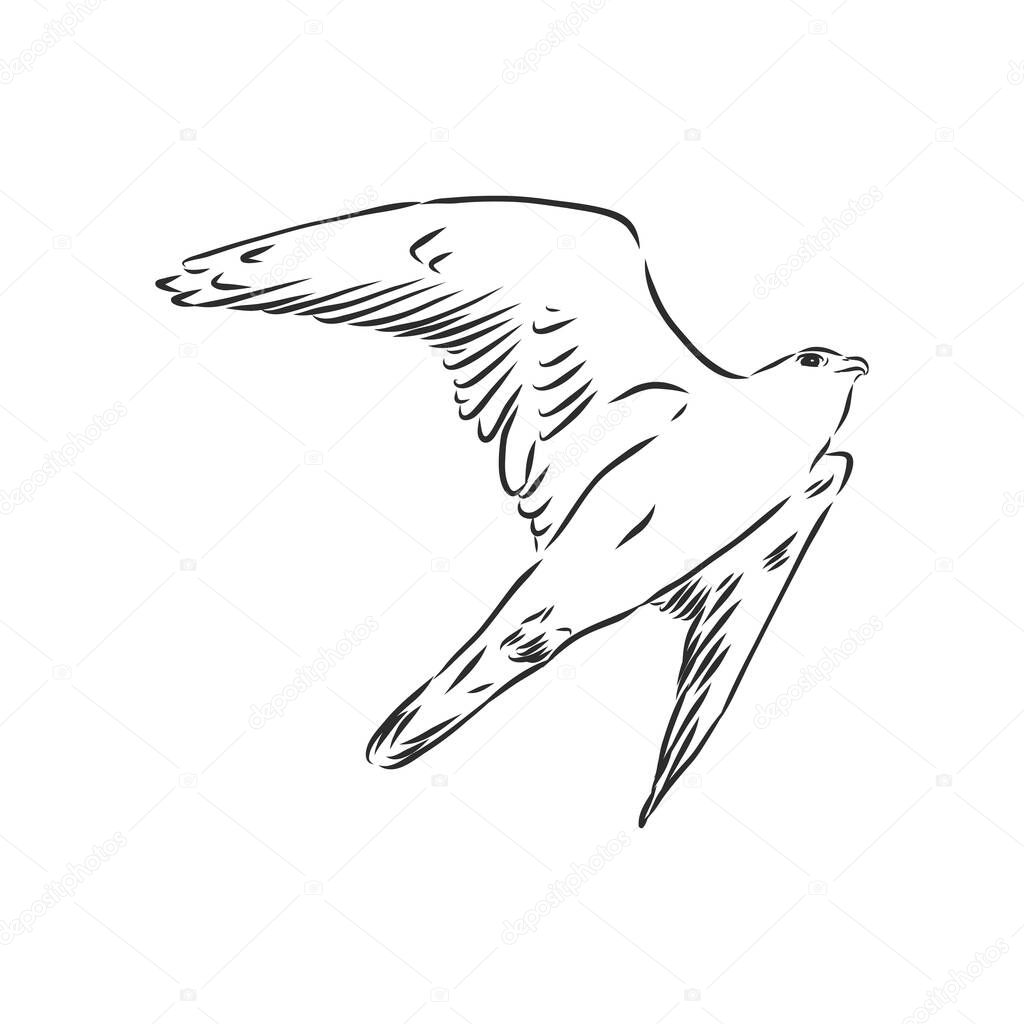 Black and white illustration. Sketch of bird for tattoo art. Detailed hand drawn eagle for tattoo on back. Falcon bird, vector sketch illustration