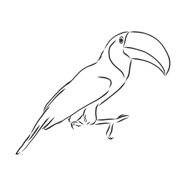 Toucan Dibujado Mano Vectorial Ilustración Boceto Realista — Archivo Imágenes Vectoriales