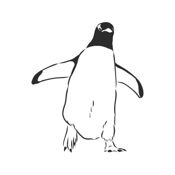 Pinguins Desenho Mão Ilustração Vetorial — Vetor de Stock