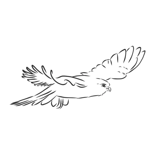 Illustration Noir Blanc Croquis Oiseau Pour Tatouage Aigle Dessiné Main — Image vectorielle