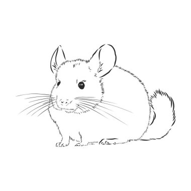 Chinchilla köpeği çizim stili vektör çizimi. Eski el çizimi taklidi. Çinçilla hayvanı, vektör çizimi