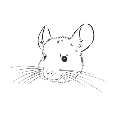 Chinchilla köpeği çizim stili vektör çizimi. Eski el çizimi taklidi. Çinçilla hayvanı, vektör çizimi