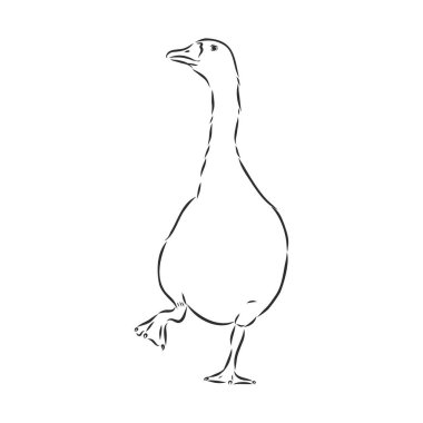 El çizimi kaz izole. Oymalı stil vektör illüstrasyonu. Tasarımının şablonu işe yarıyor. Kaz kafalı, vektör çizimi