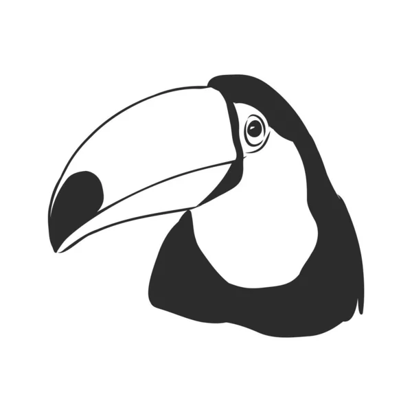 Toucan hand hand vector llustration real sketch, Toucan bird, vector sketch illustration — 스톡 벡터