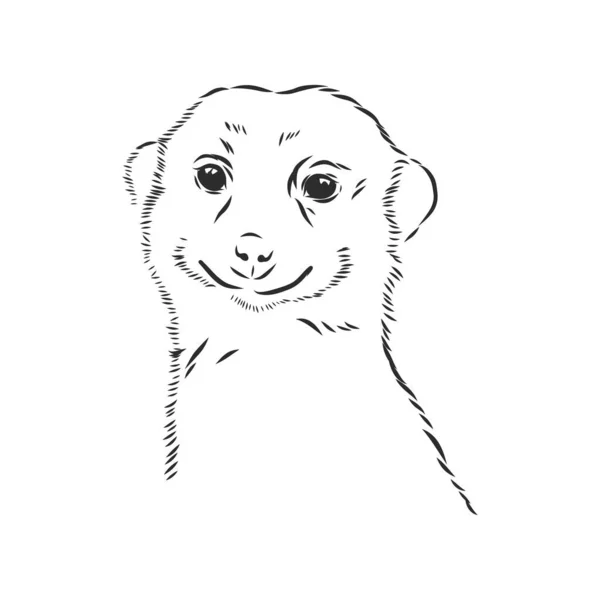 Meerkat-ikonen. djur tecken, Meerkat djur, vektor skiss illustration — Stock vektor