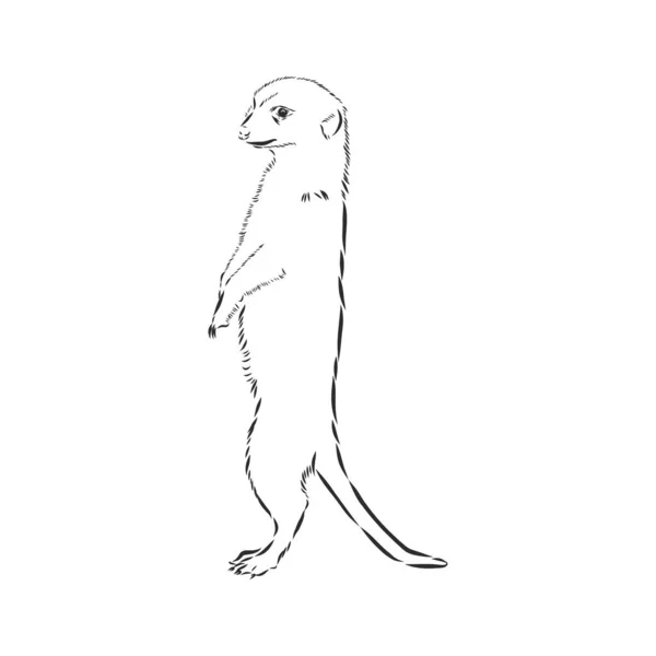 Icono de suricata. signo animal, animal suricata, ilustración de boceto vectorial — Archivo Imágenes Vectoriales