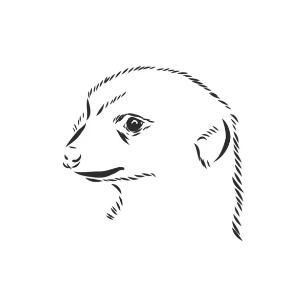 Meerkat-ikonen. djur tecken, Meerkat djur, vektor skiss illustration — Stock vektor