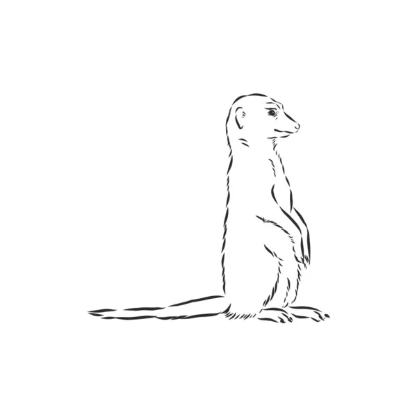 Icono de suricata. signo animal, animal suricata, ilustración de boceto vectorial — Vector de stock