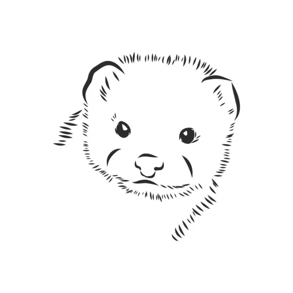 Dibujo de hurón, ilustración vectorial aislada en blanco. visón animal, ilustración de boceto vectorial — Vector de stock