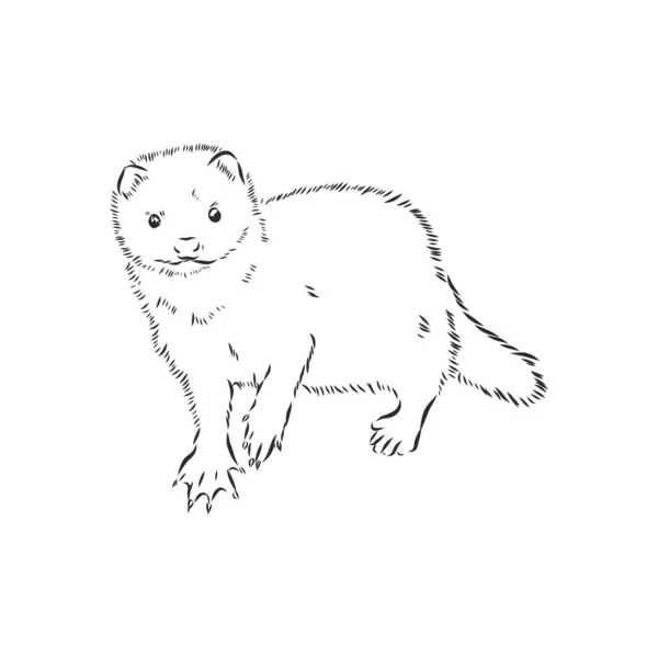 Dibujo de hurón, ilustración vectorial aislada en blanco. visón animal, ilustración de boceto vectorial — Archivo Imágenes Vectoriales