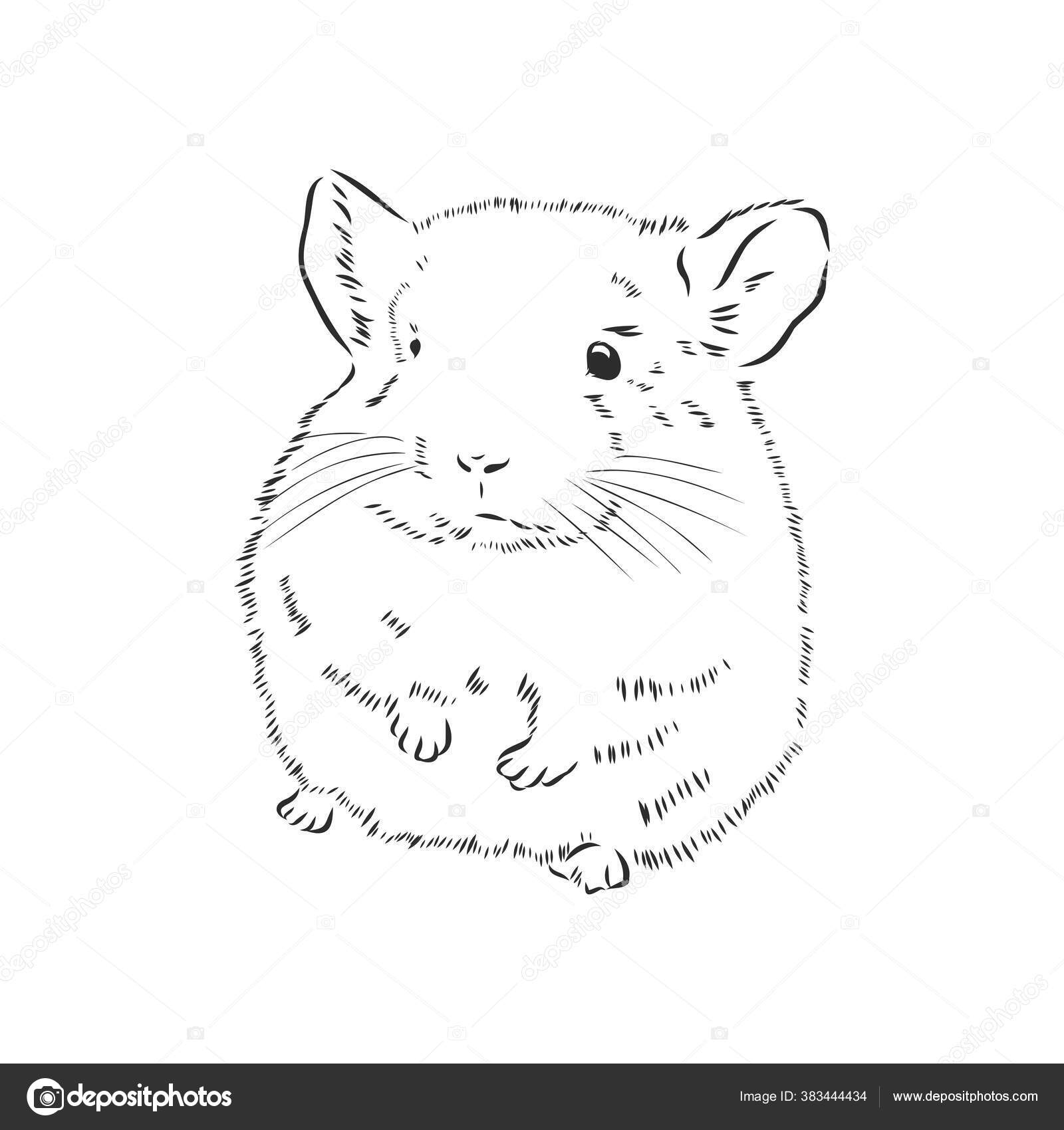 Chinchilla Dog Sketch Style Vector Illustration Old Hand Drawn Engraving Stock Vector C Elalalala Yandex Ru 383444434