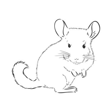 Chinchilla köpeği çizim stili vektör çizimi. Eski el çizimi taklidi.