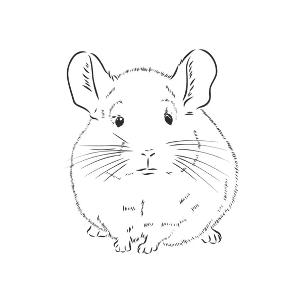 Chinchilla Cão Esboço Estilo Vetor Ilustração Mão Velha Desenhado Imitação — Vetor de Stock