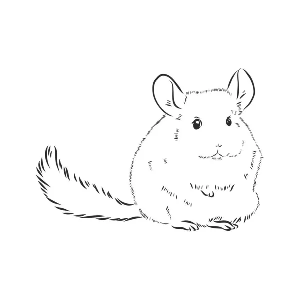 Chinchilla Cão Esboço Estilo Vetor Ilustração Mão Velha Desenhado Imitação — Vetor de Stock