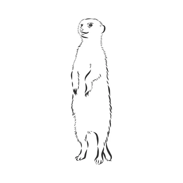 Een Stokstaartje Dierenteken Meerkat Dier Vector Schets Illustratie — Stockvector