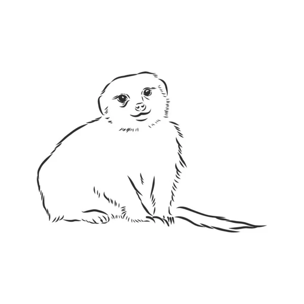 Icône Meerkat Signe Animal Suricate Animal Croquis Vectoriel Illustration — Image vectorielle