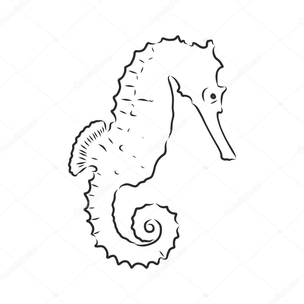Vector illustration of a seahorse in the old-fashioned style and line-art style. Can be used as a tattoo Seahorse black and white vector illustration