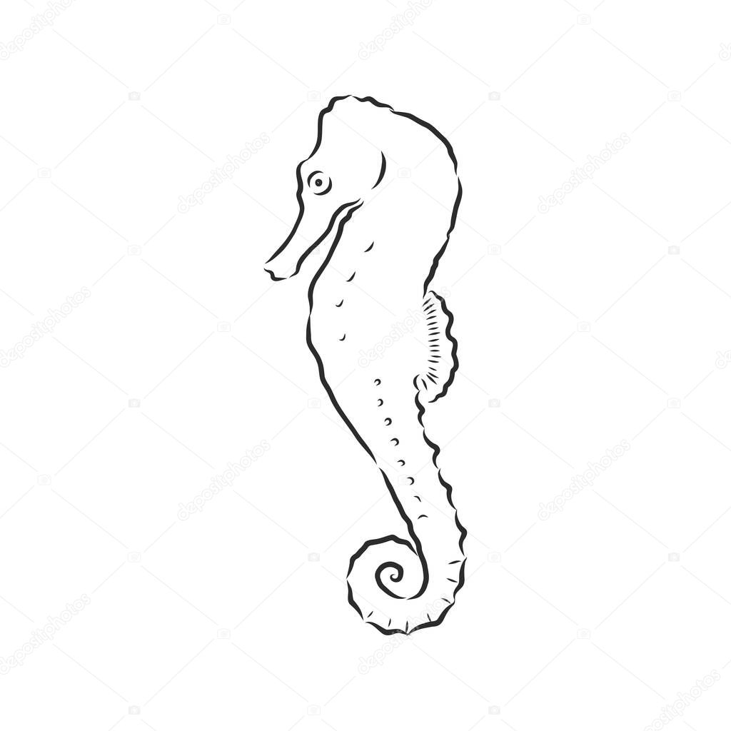 Vector illustration of a seahorse in the old-fashioned style and line-art style. Can be used as a tattoo Seahorse black and white vector illustration