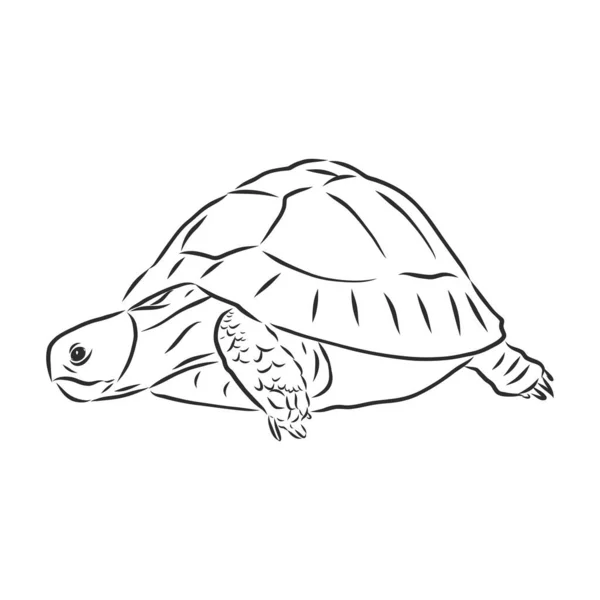 Grafická Želva Izolovaná Bílém Pozadí Vektorová Ilustrace Tetovací Zvíře — Stockový vektor