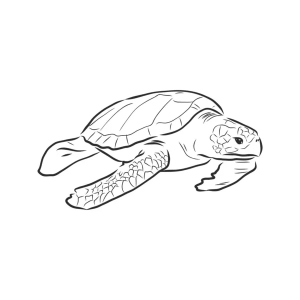Grafische Schildkröte Isoliert Auf Weißem Hintergrund Vektorillustration Tätowiertes Tier — Stockvektor