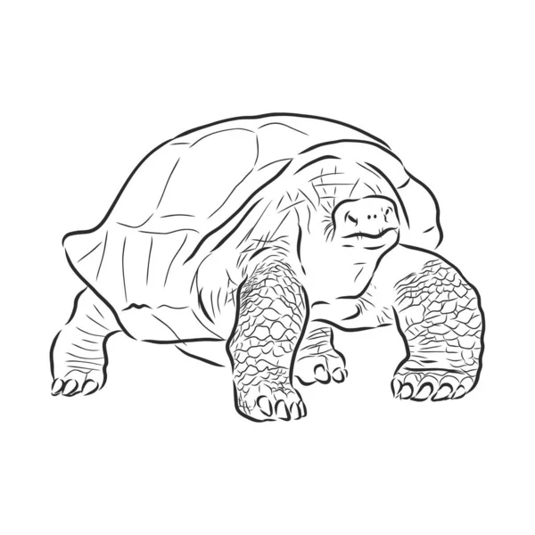 Tortue Graphique Isolée Sur Fond Blanc Illustration Vectorielle Tatouage Animal — Image vectorielle