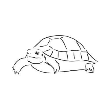 Beyaz arka planda izole edilmiş grafiksel kaplumbağa, vektör çizimi, dövme hayvanı