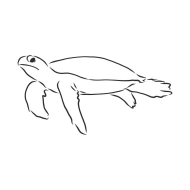 Beyaz arka planda izole edilmiş grafiksel kaplumbağa, vektör çizimi, dövme hayvanı