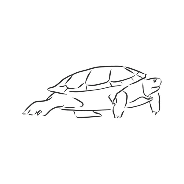 Tortuga Gráfica Aislada Sobre Fondo Blanco Ilustración Vectorial Tatuaje Animal — Vector de stock