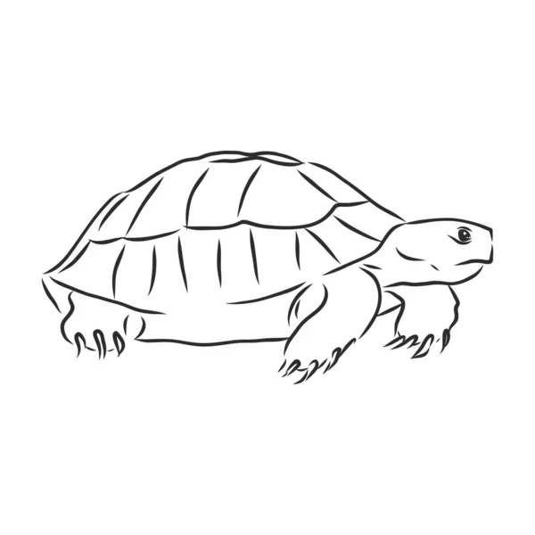 Beyaz Arka Planda Izole Edilmiş Grafiksel Kaplumbağa Vektör Çizimi Dövme — Stok Vektör