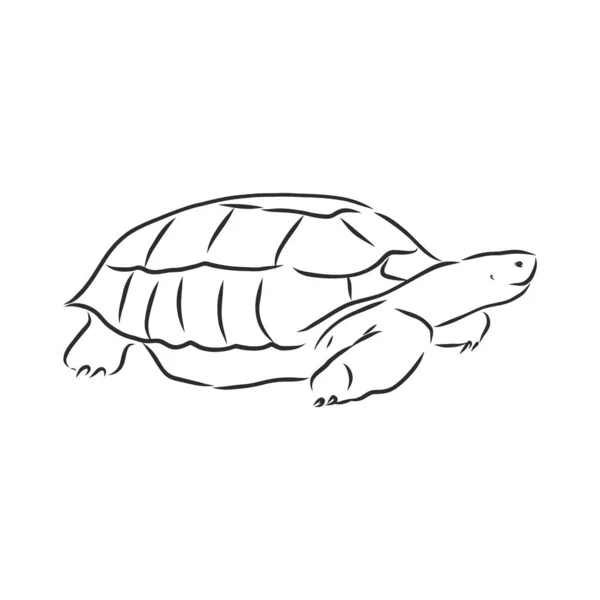 Graphical Tortoise Isolated White Background Vector Illustration Tattoo Animal — Stock Vector