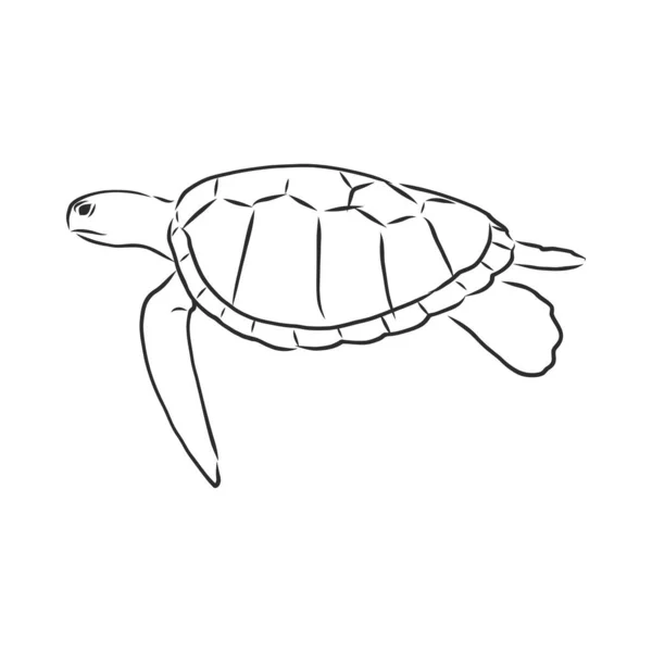 Grafische Schildkröte Isoliert Auf Weißem Hintergrund Vektorillustration Tätowiertes Tier — Stockvektor