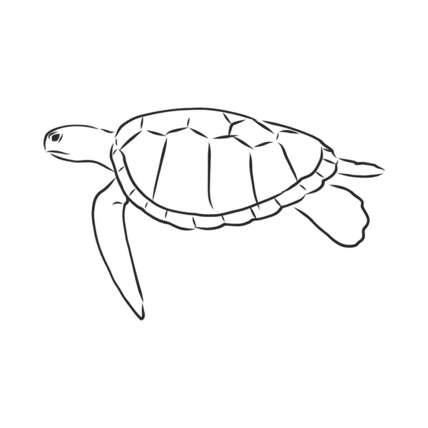 Grafische Schildpad Geïsoleerd Witte Achtergrond Vectorillustratie Tatoeage Dier — Stockvector