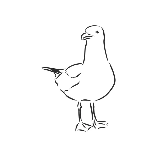 Oiseau Mouette Croquis Animal Gravure Vectorielle Illustration Imitation Style Scratch — Image vectorielle