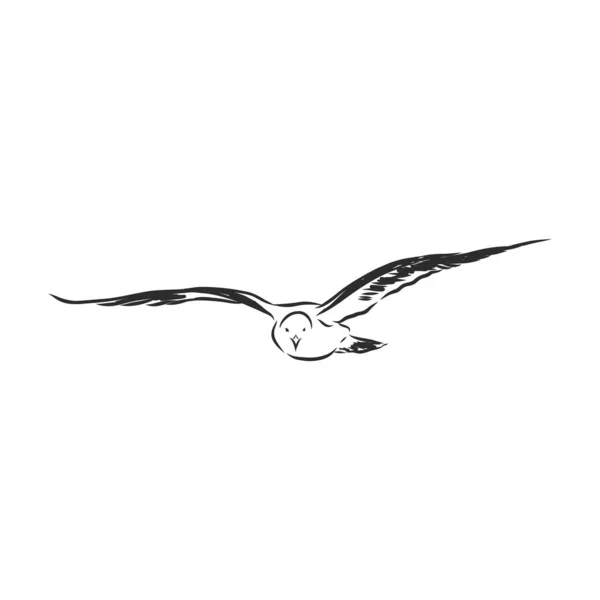 Oiseau Mouette Croquis Animal Gravure Vectorielle Illustration Imitation Style Scratch — Image vectorielle