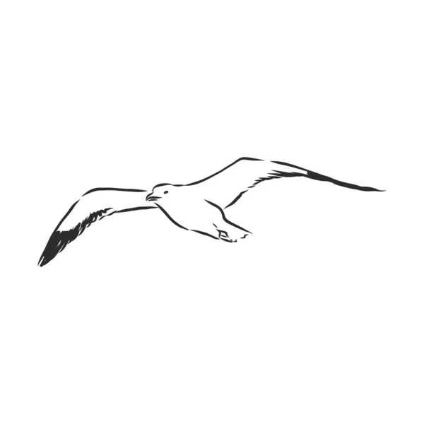 Dibujo Animal Pájaro Gaviota Grabado Vector Ilustración Scratch Board Estilo — Archivo Imágenes Vectoriales