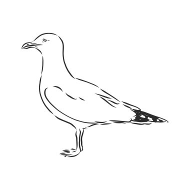 Martı kuş hayvan çizimi kabartma vektör çizimi. Tahta sitili taklit. Elle çizilmiş görüntü. Martı kuşu, vektör çizimi