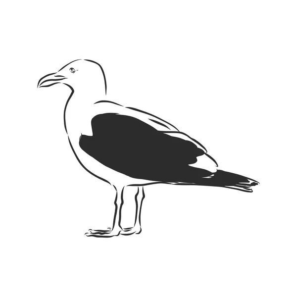Martı kuş hayvan çizimi kabartma vektör çizimi. Tahta sitili taklit. Elle çizilmiş görüntü. Martı kuşu, vektör çizimi — Stok Vektör