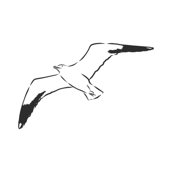 Иллюстрация вектора гравюры птиц чайки. Имитация в стиле Scratch board. Ручное рисование. Птица чайки, векторная иллюстрация — стоковый вектор