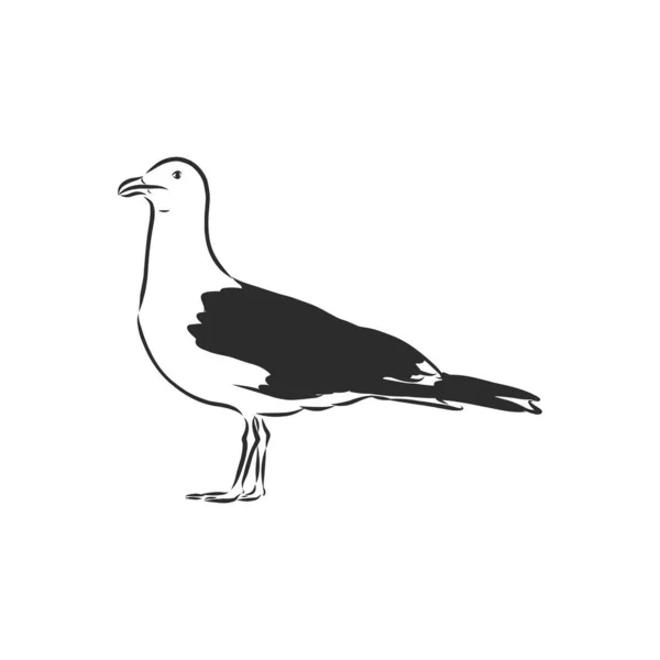 Dibujo animal pájaro gaviota grabado vector ilustración. Scratch board estilo imitación. Imagen dibujada a mano. Pájaro gaviota, ilustración de bosquejo vectorial — Vector de stock