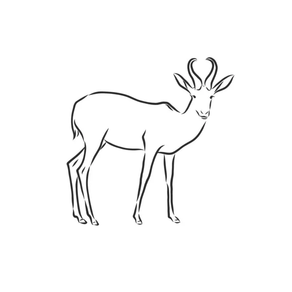 羚羊草图矢量图形黑白绘图 羚羊动物 病媒草图说明 — 图库矢量图片
