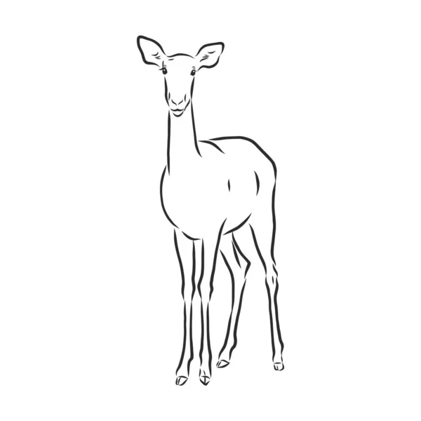 Antelope Sketch Vector Graphics Black White Drawing Antelope Animal Vector — Stock Vector