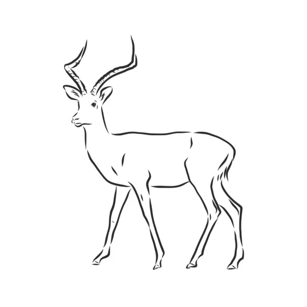 Antílope Esboço Gráficos Vetoriais Desenho Preto Branco Animal Antílope Ilustração — Vetor de Stock