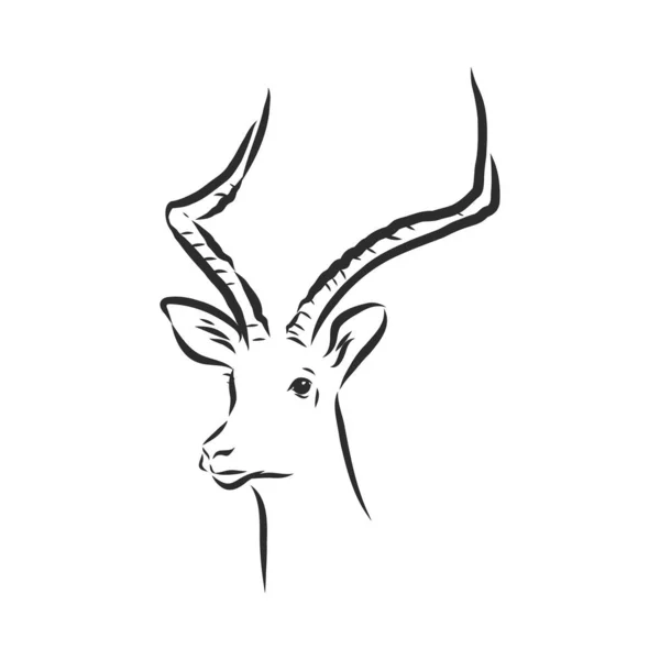 Dessin Vectoriel Croquis Antilope Dessin Noir Blanc Antilope Animal Croquis — Image vectorielle