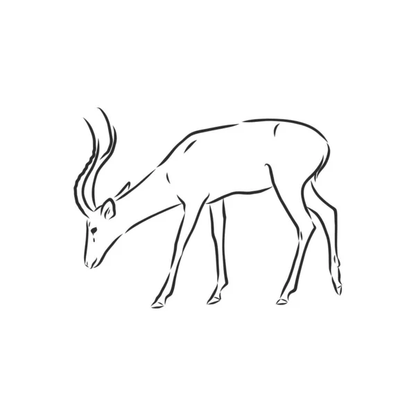 羚羊草图矢量图形黑白绘图 羚羊动物 病媒草图说明 — 图库矢量图片