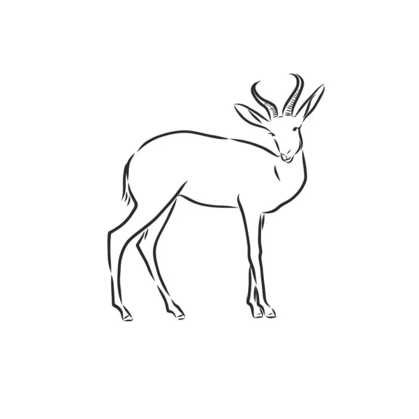 Dessin Vectoriel Croquis Antilope Dessin Noir Blanc Antilope Animal Croquis — Image vectorielle